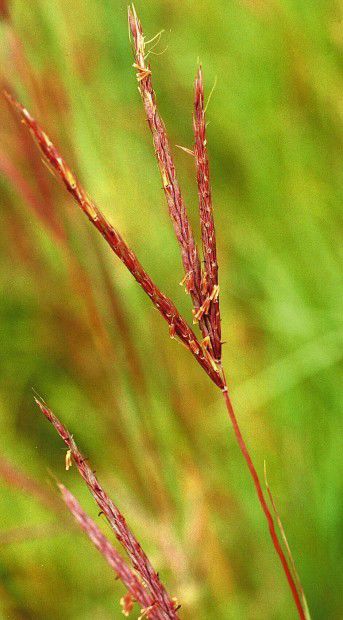 Conservation grass... 09/08/98 big bluestem